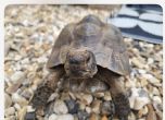 Spur Thighed : Male approx 22 years old (Flash)